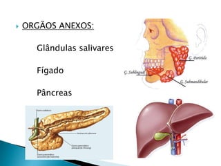  ORGÃOS ANEXOS:
Glândulas salivares
Fígado
Pâncreas
 
