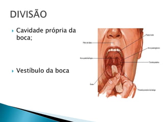  Cavidade própria da
boca;
 Vestíbulo da boca
 