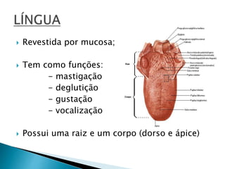  Revestida por mucosa;
 Tem como funções:
- mastigação
- deglutição
- gustação
- vocalização
 Possui uma raiz e um corpo (dorso e ápice)
 