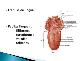  Frênulo da língua;
 Papilas linguais:
- filiformes
- fungiformes
- valadas
- folhadas
 