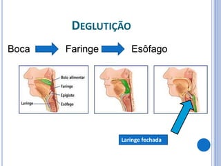 DEGLUTIÇÃO
Boca Faringe Esôfago
Laringe fechada
 