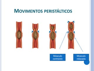 MOVIMENTOS PERISTÁLTICOS
Músculo
contraído
Músculo
relaxado
 