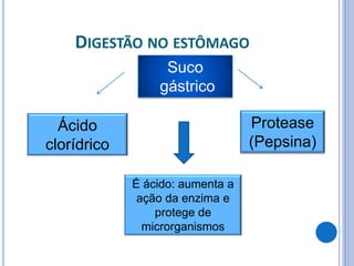 DIGESTÃO NO ESTÔMAGO
Suco
gástrico
Ácido
clorídrico
Protease
(Pepsina)
É ácido: aumenta a
ação da enzima e
protege de
microrganismos
 