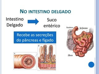 NO INTESTINO DELGADO
Intestino
Delgado
Suco
entérico
Recebe as secreções
do pâncreas e fígado
 