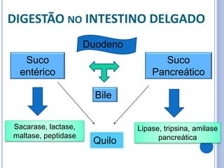 DIGESTÃO NO INTESTINO DELGADO
Suco
entérico
Suco
Pancreático
Duodeno
Bile
Sacarase, lactase,
maltase, peptidase
Lipase, tripsina, amilase
pancreática
Quilo
 