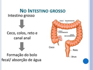 NO INTESTINO GROSSO
Intestino grosso
Ceco, colos, reto e
canal anal
Formação do bolo
fecal/ absorção de água
Ceco
Reto
ânus
 