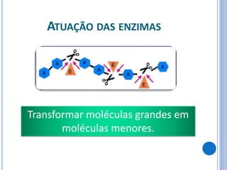 ATUAÇÃO DAS ENZIMAS
Transformar moléculas grandes em
moléculas menores.
 