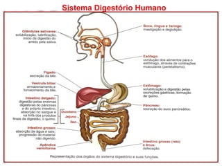 Sistema Digestório Humano
 