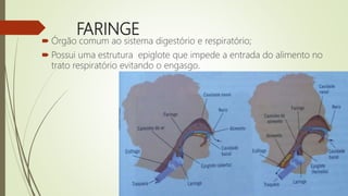 FARINGE
 Órgão comum ao sistema digestório e respiratório;
 Possui uma estrutura epiglote que impede a entrada do alimento no
trato respiratório evitando o engasgo.
 