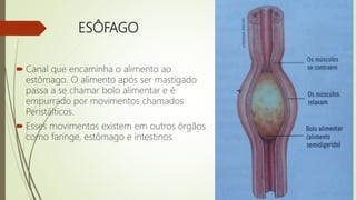 ESÔFAGO
 Canal que encaminha o alimento ao
estômago. O alimento após ser mastigado
passa a se chamar bolo alimentar e é
empurrado por movimentos chamados
Peristálticos.
 Esses movimentos existem em outros órgãos
como faringe, estômago e intestinos.
 