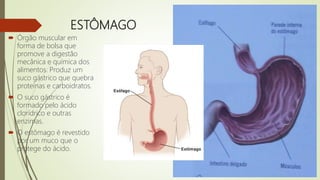ESTÔMAGO
 Órgão muscular em
forma de bolsa que
promove a digestão
mecânica e química dos
alimentos. Produz um
suco gástrico que quebra
proteínas e carboidratos.
 O suco gástrico é
formado pelo ácido
clorídrico e outras
enzimas.
 O estômago é revestido
por um muco que o
protege do ácido.
 