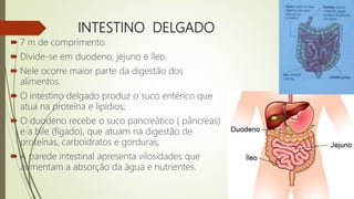 INTESTINO DELGADO
 7 m de comprimento.
 Divide-se em duodeno, jejuno e íleo.
 Nele ocorre maior parte da digestão dos
alimentos.
 O intestino delgado produz o suco entérico que
atua na proteína e lipídios;
 O duodeno recebe o suco pancreático ( pâncreas)
e a bile (fígado), que atuam na digestão de
proteínas, carboidratos e gorduras;
 A parede intestinal apresenta vilosidades que
aumentam a absorção da água e nutrientes.
 