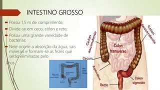 INTESTINO GROSSO
 Possui 1,5 m de comprimento;
 Divide-se em ceco, cólon e reto;
 Possui uma grande variedade de
bactérias;
 Nele ocorre a absorção da água, sais
minerais e formam-se as fezes que
serão eliminadas pelo
ânus.
 