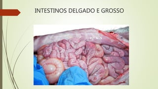 INTESTINOS DELGADO E GROSSO
 
