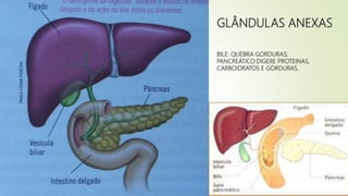 GLÂNDULAS ANEXAS
BILE: QUEBRA GORDURAS;
PANCREÁTICO:DIGERE PROTEINAS,
CARBOIDRATOS E GORDURAS.
 