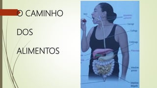 O CAMINHO
DOS
ALIMENTOS
 