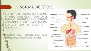 SISTEMA DIGESTÓRIO
 CONJUNTO DE ÓRGÃOS QUE FORMAM
O TUBO DIGESTÓRIO ( POR ONDE
PASSA O ALIMENTO), E OS ÓRGÃOS
ACESSÓRIO ( QUE NÃO ENTRAM
CONTATO COM O ALIMENTO -
GLÂNDULAS).
 Cavidade oral: Formada pela boca,
dentes, língua e glândulas salivares.
 