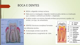 BOCA E DENTES
 BOCA: a digestão começa na boca;
 Nela ocorre a mastigação ( digestão mecânica) pelos dentes e a insalivação
que umedece o alimento pra facilitar a deglutição.
 A saliva contém um enzima chamada amilase que promove a quebra do
amido ( um tipo de carboidrato).
 DENTES: Estruturas complexas formadas
por diferentes tecidos.
 A escovação correta e uso de fio
 dental previne o surgimento da cárie.
 