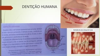 DENTIÇÃO HUMANA
 