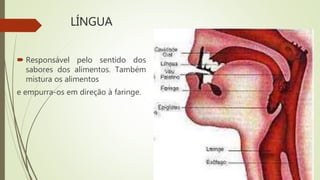 LÍNGUA
 Responsável pelo sentido dos
sabores dos alimentos. Também
mistura os alimentos
e empurra-os em direção à faringe.
 
