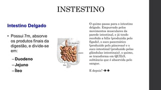 INSTESTINO
O quimo passa para o intestino
delgado. Empurrado pelos
movimentos musculares da
parede intestinal, e já tendo
recebido a bílis (produzida pelo
fígado), o suco pancreático
(produzido pelo pâncreas) e o
suco intestinal (produzido pelas
glândulas intestinais), o quimo,
se transforma em QUILO,
subtância que é absorvida pelo
sangue.
E depois? 
 