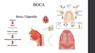 BOCA
 