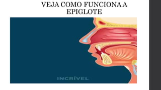 VEJA COMO FUNCIONAA
EPIGLOTE
 