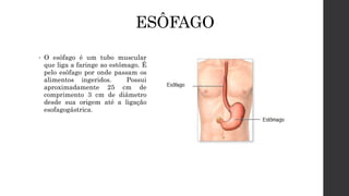 ESÔFAGO
• O esôfago é um tubo muscular
que liga a faringe ao estômago. É
pelo esôfago por onde passam os
alimentos ingeridos. Possui
aproximadamente 25 cm de
comprimento 3 cm de diâmetro
desde sua origem até a ligação
esofagogástrica.
 