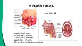 A digestão começa...
NA BOCA!
• Ingestão do alimento
• Mastigação do alimento
• Lubrificação do alimento
• Deglutição do alimento
• Ocorre a 1ª etapa da digestão química
 