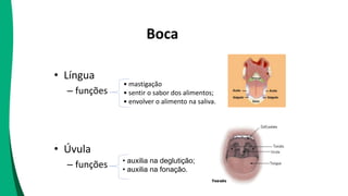 Boca
• Língua
– funções
• mastigação
• sentir o sabor dos alimentos;
• envolver o alimento na saliva.
• Úvula
– funções • auxilia na deglutição;
• auxilia na fonação.
 