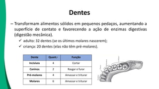 Dentes
– Transformam alimentos sólidos em pequenos pedaços, aumentando a
superfície de contato e favorecendo a ação de enzimas digestivas
(digestão mecânica).
 adulto: 32 dentes (se os últimos molares nascerem);
 criança: 20 dentes (elas não têm pré-molares).
Dente Quant.* Função
Incisivos 4 Cortar
Caninos 2 Rasgar e furar
Pré-molares 4 Amassar e triturar
Molares 6 Amassar e triturar
 