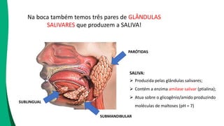 Na boca também temos três pares de GLÂNDULAS
SALIVARES que produzem a SALIVA!
SALIVA:
 Produzida pelas glândulas salivares;
 Contém a enzima amilase salivar (ptialina);
 Atua sobre o glicogênio/amido produzindo
moléculas de maltoses (pH = 7)
PARÓTIDAS
SUBLINGUAL
SUBMANDIBULAR
 