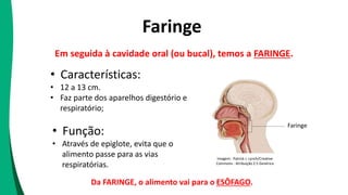 Faringe
• Características:
• 12 a 13 cm.
• Faz parte dos aparelhos digestório e
respiratório;
• Função:
• Através de epiglote, evita que o
alimento passe para as vias
respiratórias.
Faringe
Imagem : Patrick J. Lynch/Creative
Commons - Atribuição 2.5 Genérica
Em seguida à cavidade oral (ou bucal), temos a FARINGE.
Da FARINGE, o alimento vai para o ESÔFAGO.
 