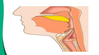 Língua
Faringe
Esôfago
Laringe
Proeminência laringea
(pomo-de-adão)
Epiglote
Traquéia
Alimento
Esôfago
Palato
mole
Epiglote
fechando a
traquéia
Mas, como o alimento não vai para O SISTEMA RESPIRATÓRIO?
Graças à EPIGLOTE, que fecha a entrada da LARINGE!
DEGLUTIÇÃO
 