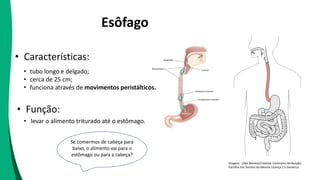 Esôfago
• tubo longo e delgado;
• cerca de 25 cm;
• funciona através de movimentos peristálticos.
• Características:
• Função:
• levar o alimento triturado até o estômago.
Se comermos de cabeça para
baixo, o alimento vai para o
estômago ou para a cabeça?
Imagem : Olek Remesz/Creative Commons Atribuição-
Partilha nos Termos da Mesma Licença 2.5 Genérica
 
