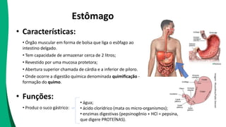 Estômago
• Órgão muscular em forma de bolsa que liga o esôfago ao
intestino delgado.
• Tem capacidade de armazenar cerca de 2 litros;
• Revestido por uma mucosa protetora;
• Abertura superior chamada de cárdia e a inferior de piloro.
• Onde ocorre a digestão química denominada quimificação -
formação do quimo.
• Características:
• Funções:
• Produz o suco gástrico:
• água;
• ácido clorídrico (mata os micro-organismos);
• enzimas digestivas (pepsinogênio + HCl = pepsina,
que digere PROTEÍNAS).
Imagem
:
Rhcastilhos/Public
Domain
 