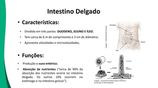 Intestino Delgado
• Funções:
• Produção o suco entérico;
• Absorção de nutrientes (“cerca de 90% da
absorção dos nutrientes ocorre no intestino
delgado. Os outros 10% ocorrem no
estômago e no intestino grosso”).
• Características:
• Dividido em três partes: DUODENO, JEJUNO E ÍLEO;
• Tem cerca de 6 m de comprimento e 3 cm de diâmetro;
• Apresenta vilosidades e microvilosidades.
Imagem : Sunshineconnelly/Creative Commons -
Atribuição 3.0 Não Adaptada
Imagem
:
ToNToNi/Public
Domain
 