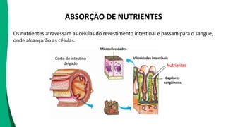 ABSORÇÃO DE NUTRIENTES
Os nutrientes atravessam as células do revestimento intestinal e passam para o sangue,
onde alcançarão as células.
Capilares
sangüíneos
Microvilosidades
Corte de intestino
delgado
Vilosidades intestinais
Nutrientes
 
