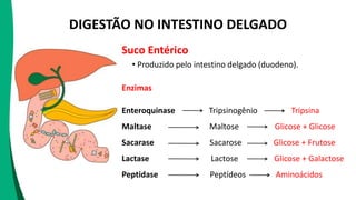 DIGESTÃO NO INTESTINO DELGADO
Suco Entérico
• Produzido pelo intestino delgado (duodeno).
Enzimas
Enteroquinase Tripsinogênio Tripsina
Maltase Maltose Glicose + Glicose
Sacarase Sacarose Glicose + Frutose
Lactase Lactose Glicose + Galactose
Peptidase Peptídeos Aminoácidos
 