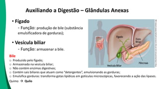 Auxiliando a Digestão – Glândulas Anexas
• Fígado
- Função: produção de bile (substância
emulsificadora de gorduras);
• Vesícula biliar
- Função: armazenar a bile.
https://drjuliocechinel.com.br/wp-content/uploads/2020/12/biliar.jpg
Bile
o Produzido pelo fígado;
o Armazenada na vesícula biliar;
o Não contém enzimas digestivas;
o Contém sais biliares que atuam como “detergentes”, emulsionando as gorduras;
o Emulsifica gorduras: transforma gotas lipídicas em gotículas microscópicas, favorecendo a ação das lipases.
Quimo  Quilo
 