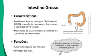 Intestino Grosso
Quanto mais tempo se demora
para liberar as fezes, mais elas
endurecem, por quê?
1-cólon ascendente 2-cólon transverso
3-cólon descendente 4-cólon sigmóide
Apêndice
Reto
Imagem
:
Olek
Remesz/Creative
Commons
Attribution-Share
Alike
2.5
Generic,
2.0
Generic
• Características:
• Dividido em 4 partes principais: CECO (cecum),
CÓLON (ascendente, transverso, descendente
e sigmoide), RETO e ÂNUS;
• Mede cerca de 6,5 centímetros de diâmetro e
1,5 metros de comprimento.
• Funções:
• Absorção de água e sais minerais;
• Formação das fezes.
 