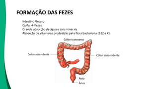 FORMAÇÃO DAS FEZES
Intestino Grosso
Quilo  Fezes
Grande absorção de água e sais minerais
Absorção de vitaminas produzidas pela flora bacteriana (B12 e K)
Ânus
Reto
Cólon ascendente
Cólon transverso
Cólon descendente
 