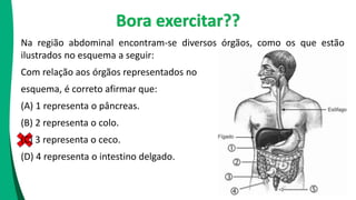 Na região abdominal encontram-se diversos órgãos, como os que estão
ilustrados no esquema a seguir:
Com relação aos órgãos representados no
esquema, é correto afirmar que:
(A) 1 representa o pâncreas.
(B) 2 representa o colo.
(C) 3 representa o ceco.
(D) 4 representa o intestino delgado.
Bora exercitar??
 