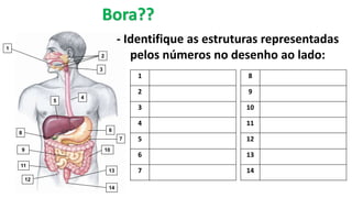 1
2
3
4
6
9
11
12
10
13
14
5
8
7
- Identifique as estruturas representadas
pelos números no desenho ao lado:
1
2
3
4
5
6
7
8
9
10
11
12
13
14
Bora??
 