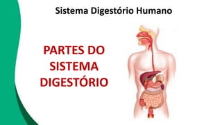 PARTES DO
SISTEMA
DIGESTÓRIO
Sistema Digestório Humano
 
