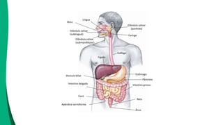 Boca
Língua
Glândula salivar
(parótida)
Glândula salivar
(sublingual)
Glândula salivar
(submandibular)
Faringe
Esôfago
Estômago
Intestino delgado
Ceco
Apêndice vermiforme
Intestino grosso
Reto
Ânus
Fígado
Vesícula biliar
Pâncreas
 