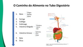 O Caminho do Alimento no Tubo Digestório
1. Boca
2. Faringe
3. Esôfago
4. Estômago
5. Intestino Delgado
6. Intestino Grosso
7. Reto
8. Ânus
Língua
Dentes
Saliva
Duodeno
Jejuno
Íleo
Apêndice
Ceco
Cólon
Imagem : Autor desconhecido/Disponibilizada por Bibi Saint-Pol
/ Domínio Público
 
