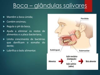 Boca – glândulas salivares
 Mantêm a boca úmida;
 Contém enzimas;
 Regula o pH da boca;
 Ajuda a eliminar os restos de
alimentos e a placa bacteriana;
 Limita crescimento de bactérias
que danificam o esmalte do
dente;
 Lubrifica o bolo alimentar.
 