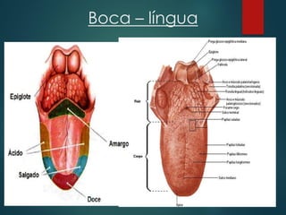 Boca – língua
 