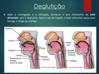 Deglutição
 Após a mastigação e a salivação, forma-se o que chamamos de bolo
alimentar, que é deglutido. Após o ato de engolir, o bolo alimentar passa pela
faringe e chega ao esôfago.
 